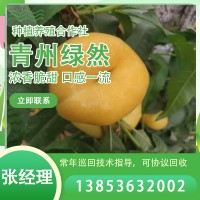 桃树苗新品种价格