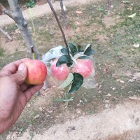 柱状苹果苗