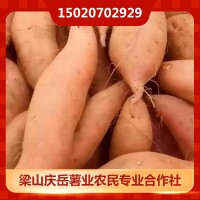 龙薯9号瓜苗价格