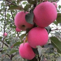 苹果树苗品种