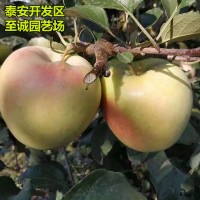 水蜜桃苹果苗、水蜜桃苹果树苗价格