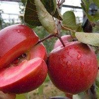 红肉苹果苗多少钱一棵