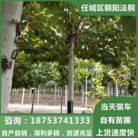 法桐树种植基地