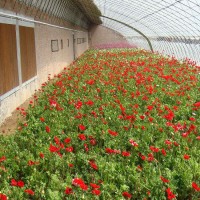 花卉溫室建造