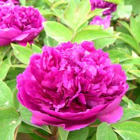 菏泽供应观赏牡丹