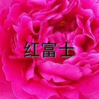 菏泽观赏芍药出售价格