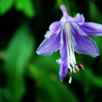 紫花玉簪种植基地