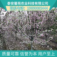 西府海棠树