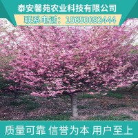 垂丝海棠树价格