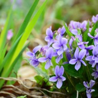 紫花地丁种植基地
