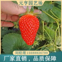 全明星草莓苗