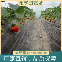 京郊小白草莓苗价格