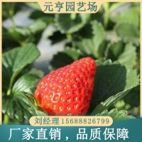 黔莓草莓苗