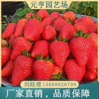 甜宝草莓苗厂家