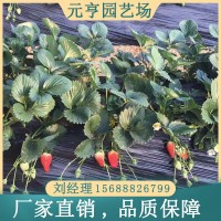 章姬草莓苗