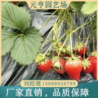香野草莓苗价格