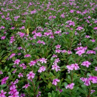 長(zhǎng)春花種植基地