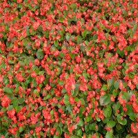 四季海棠種植基地