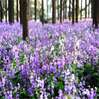 二月兰种植基地