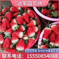 章姬草莓苗价格