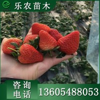 蒙特瑞草莓苗