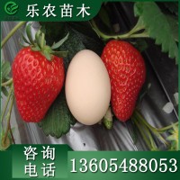 宁玉草莓苗