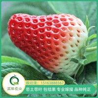 CF草莓苗