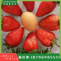 甜查理草莓苗价格