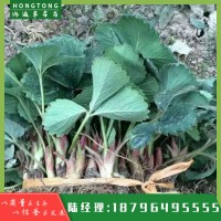 妙香七號(hào)草莓苗