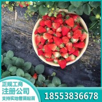 雪里香草莓苗