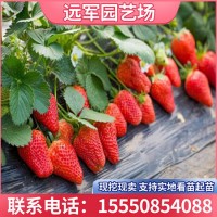 九九草莓苗