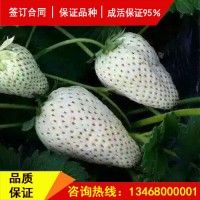 白草莓苗