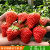 红颜草莓苗批发价格