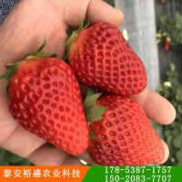 章姬草莓苗价格
