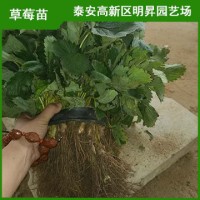 奶油草莓苗