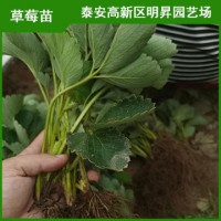 奶油草莓苗价格