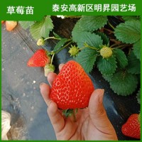 妙香草莓苗价格