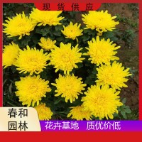 國慶節(jié)用花