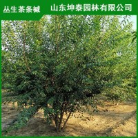 丛生茶条槭4米