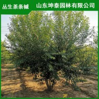 4.5米丛生茶条槭