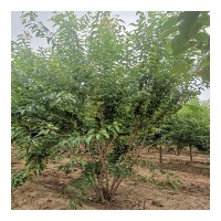 丛生茶条槭3米