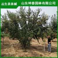 5米丛生茶条槭