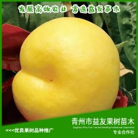 黄肉油王桃树苗