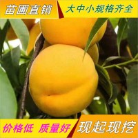 桃樹苗