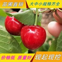 櫻桃苗價(jià)格