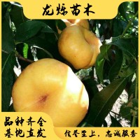 油蟠7-7桃苗