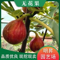 山东无花果苗