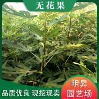 无花果苗批发