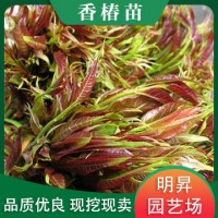 红油香椿苗