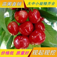 櫻桃樹